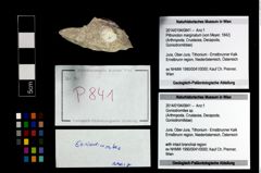 Foto (Objekt + Etikett) von Goniodromites sp.  (NHMW-GEO-2014-0194-0841)